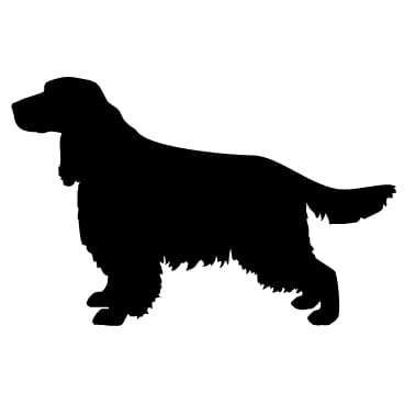 Naklejka: SPRINGER SPANIEL (01)