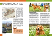 NOVA SCOTIA DUCK TOLLING RETRIEVER - charakterystyka rasy