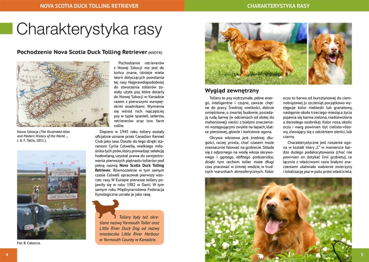 NOVA SCOTIA DUCK TOLLING RETRIEVER - charakterystyka rasy